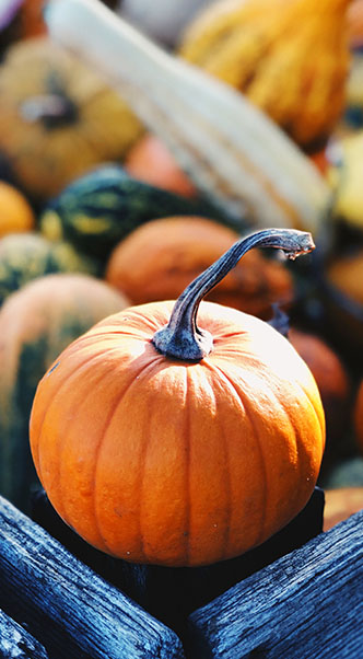 El Pasado y el Presente de la Cultivación de la Calabaza 1