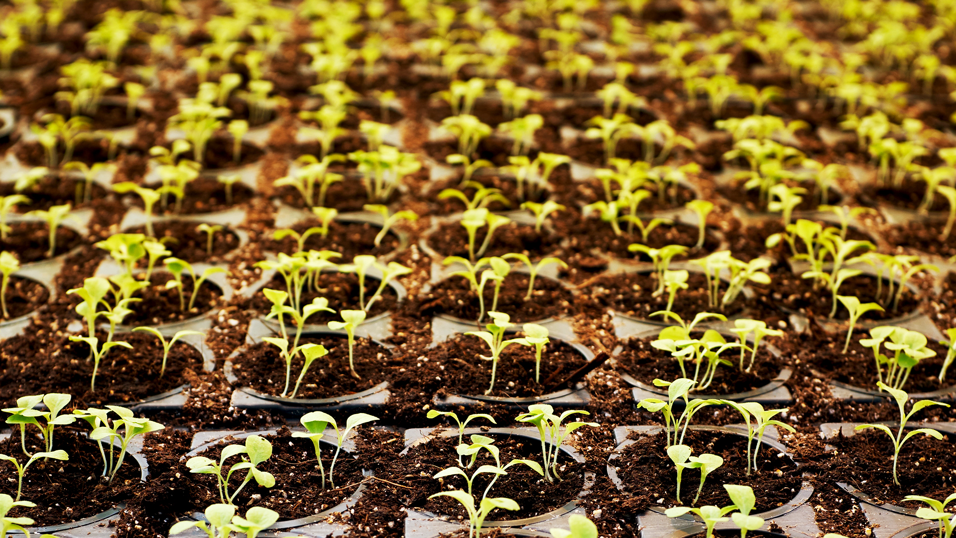 Le rôle des micro-réseaux dans l’agriculture écologique