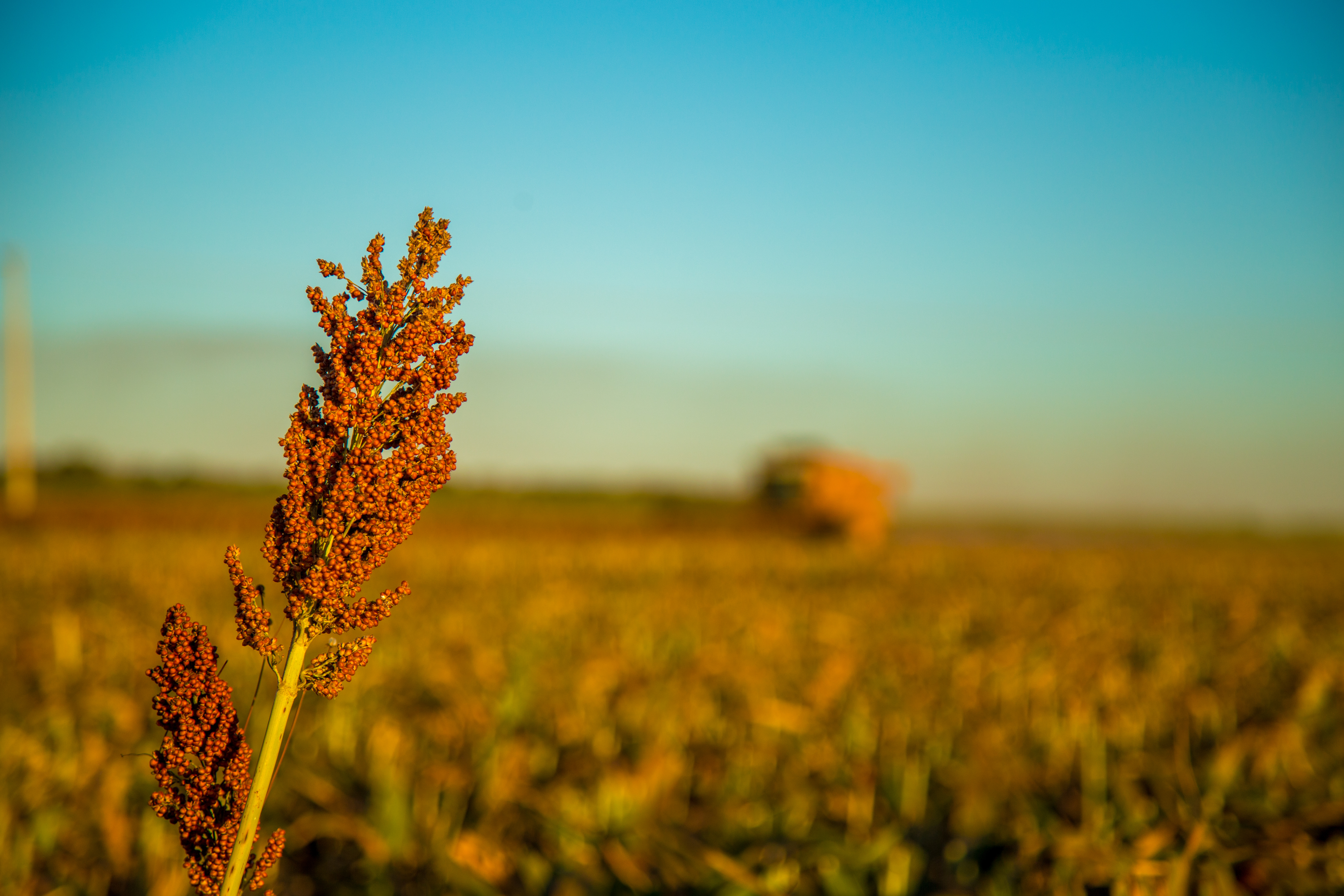 Sorgo: Una Elección Inteligente para los Cultivadores Astutos en 2024