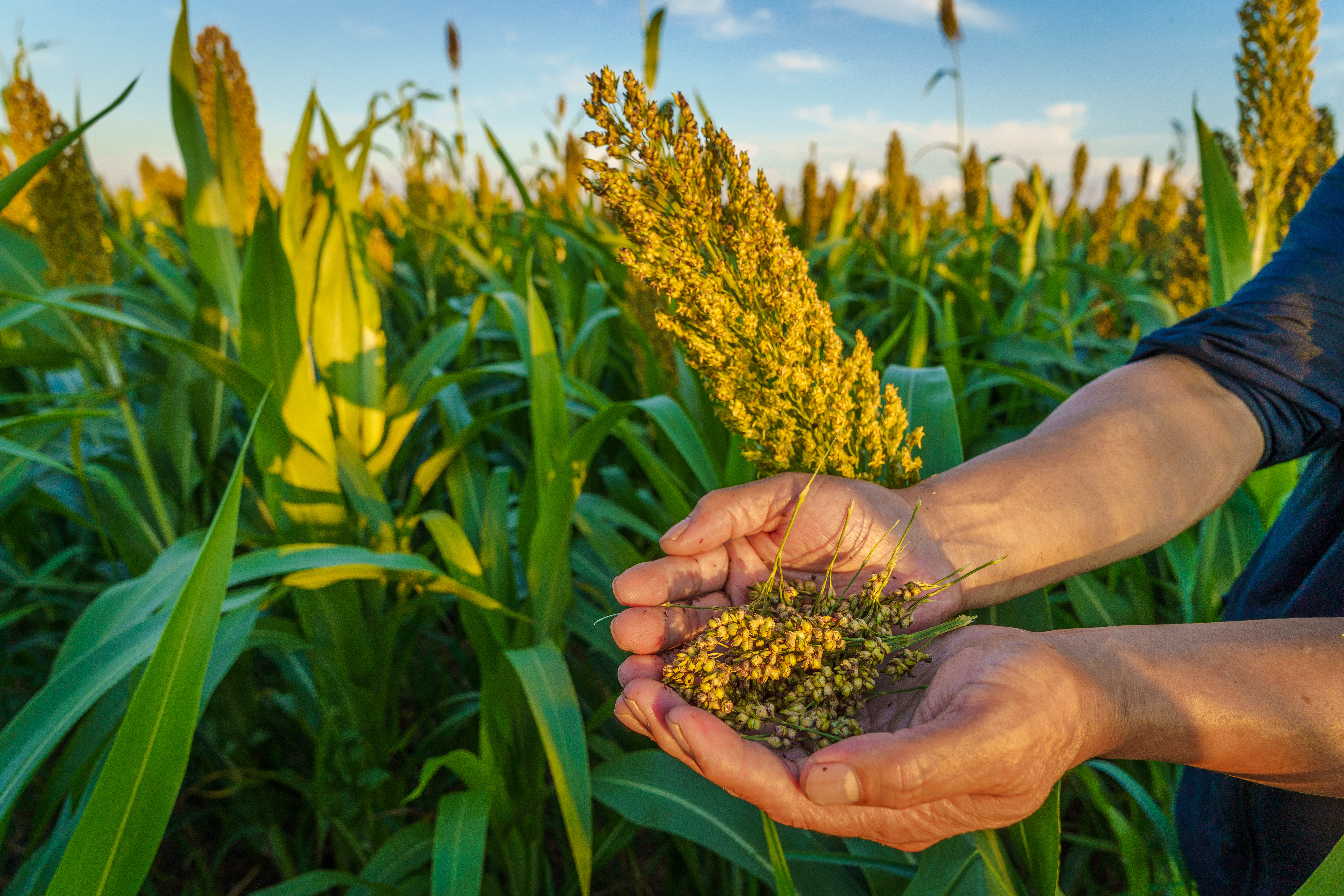 Sorgo: Una Elección Inteligente para los Cultivadores Astutos en 2024 2