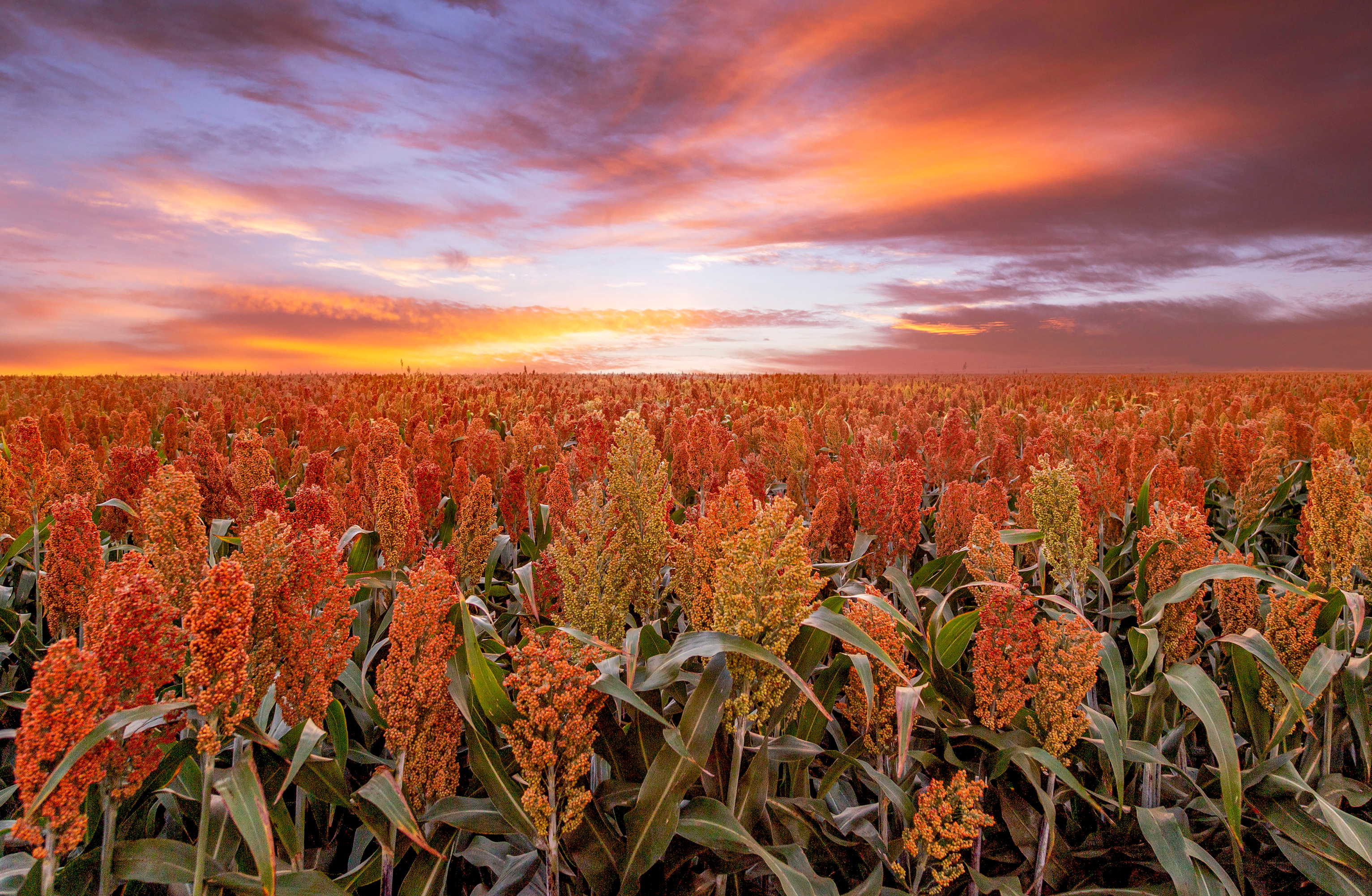 Sorgo: Una Elección Inteligente para los Cultivadores Astutos en 2024 3