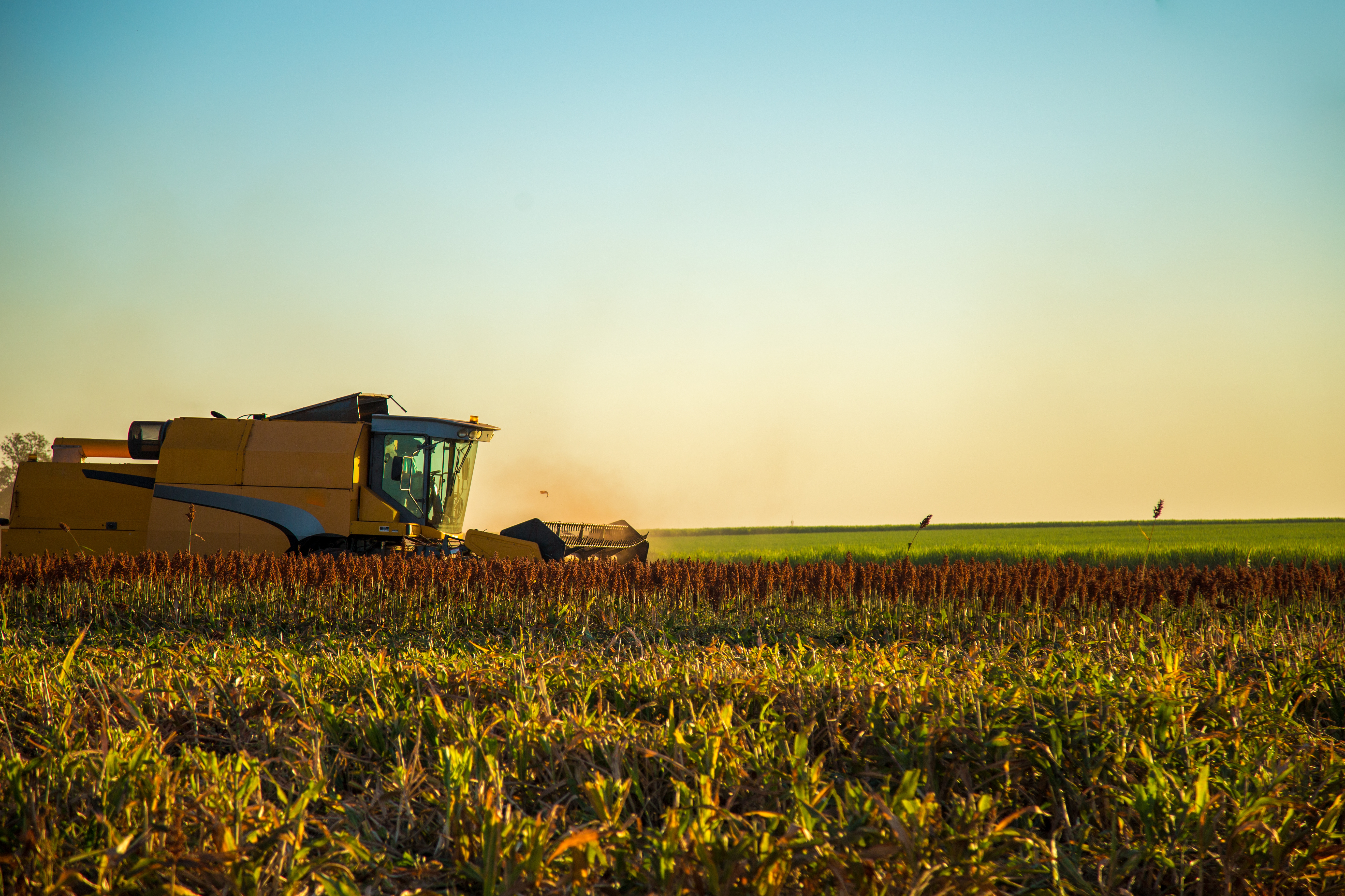 Sorgo: Una Elección Inteligente para los Cultivadores Astutos en 2024 1