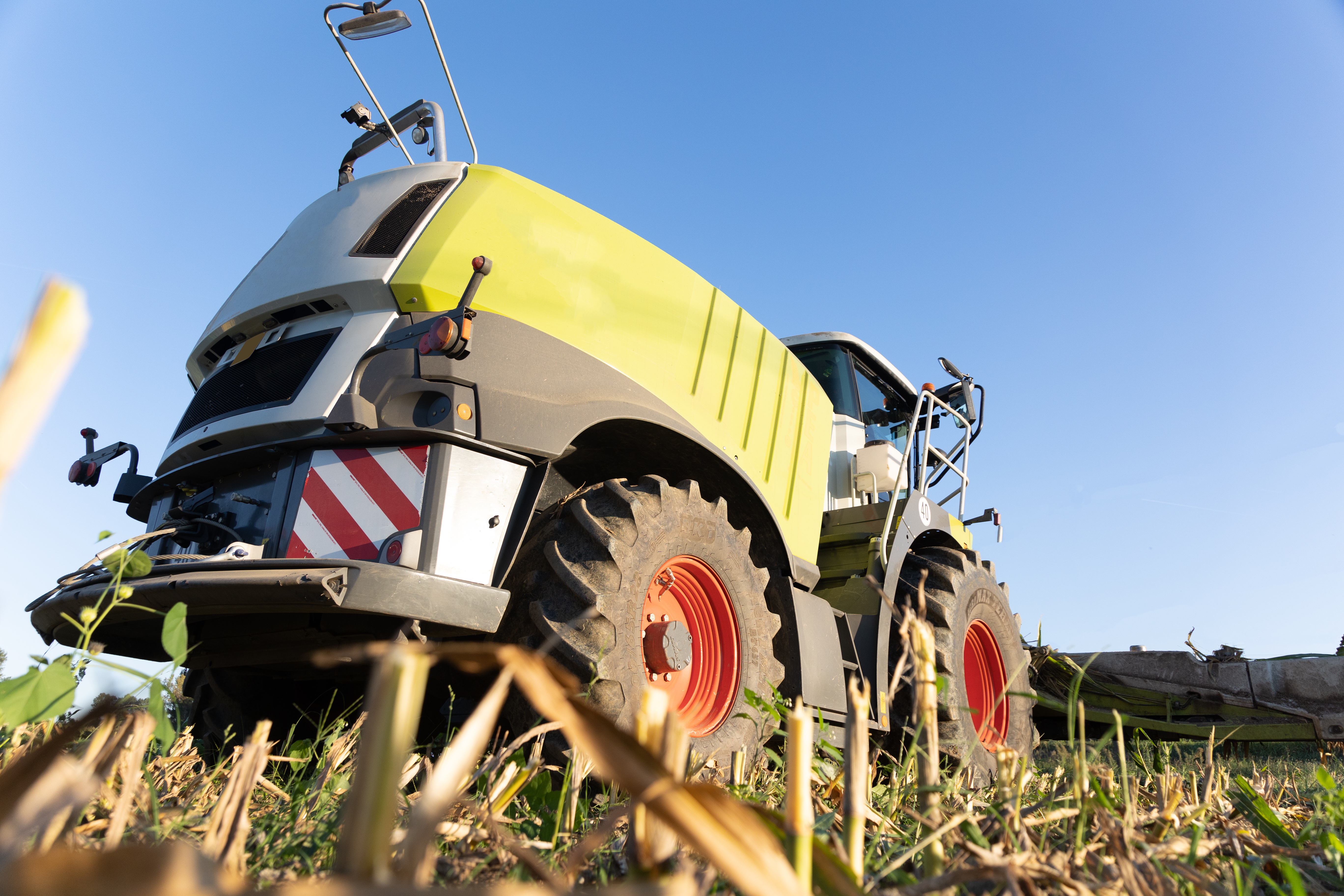 Sorgo: saggio è chi l’ha coltivato nel 2024 4