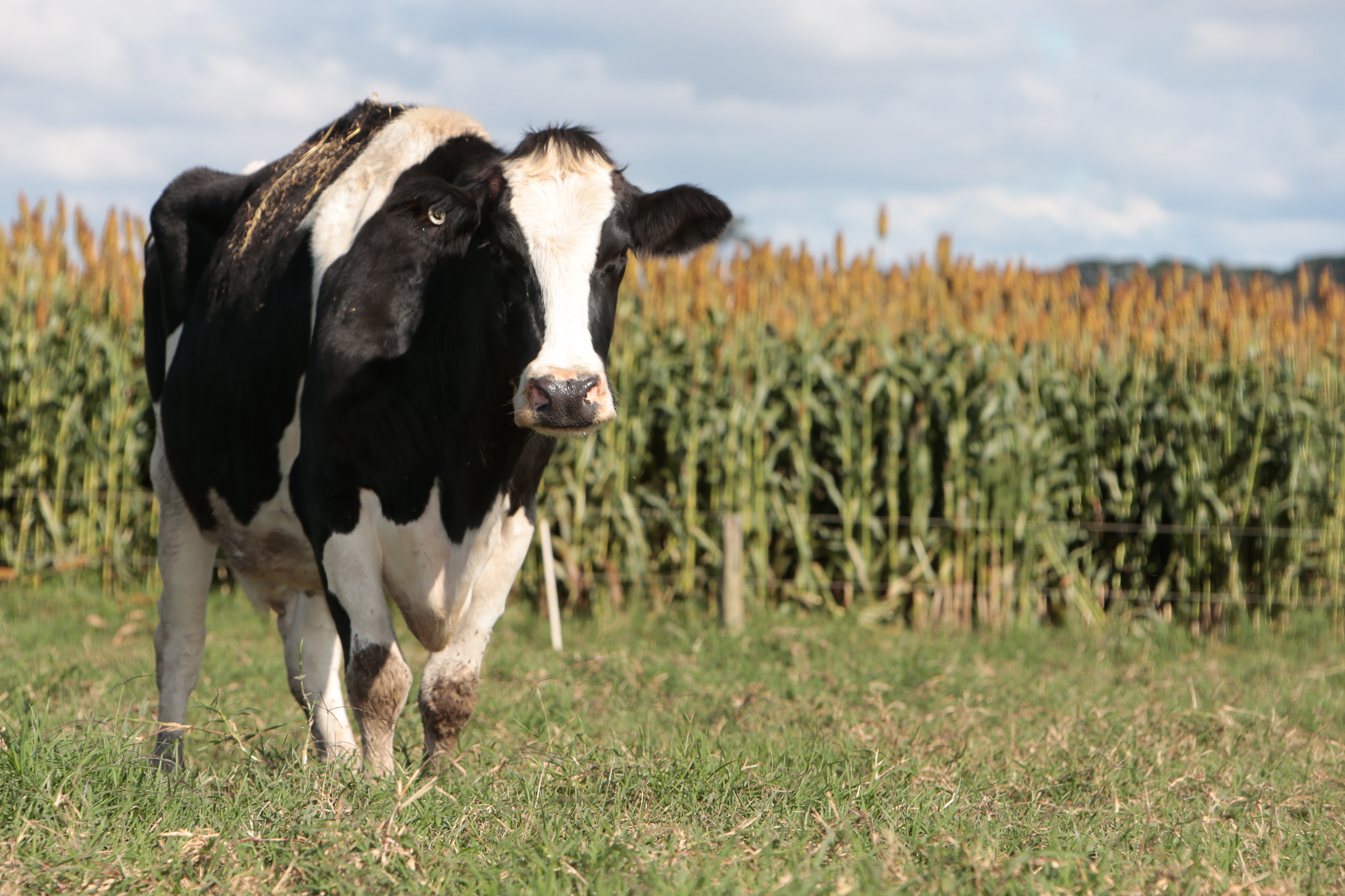 Sorgo: saggio è chi l’ha coltivato nel 2024 5