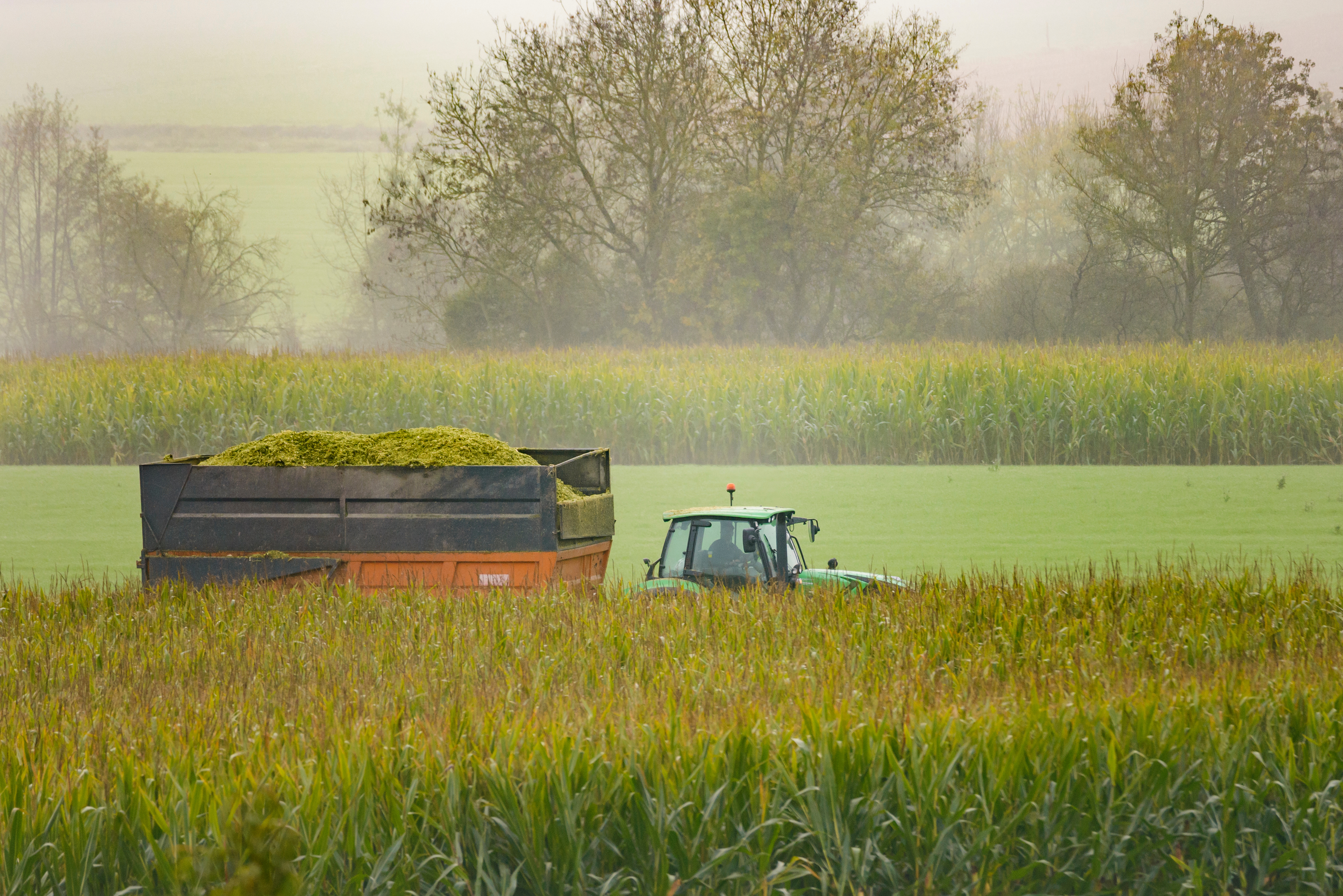 Corn Silage: How to Make It Perfect 5